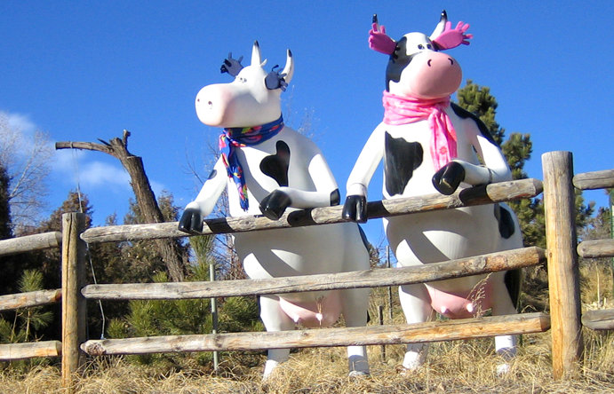 Inflatable cows by a fence