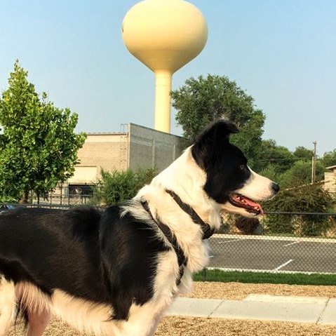 Dog at a park